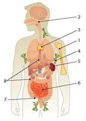 https://history.vn.ua/pidruchniki/sobol-biology-and-ecology-11-class-2019-standard-level/sobol-biology-and-ecology-11-class-2019-standard-level.files/image138.jpg